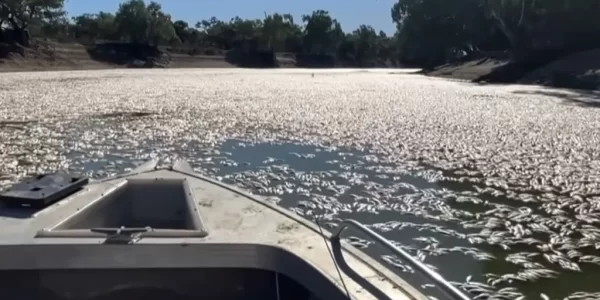 Australian river filled with millions of dead fish as residents complain of ‘putrid’ smell