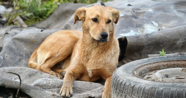 Centre Asks Local Bodies To Enforce New Rules To Check Stray Dog Numbers