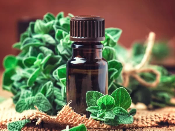 The Antibacterial Properties of Oil of Oregano and Its Potential Health Benefits