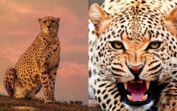 Fragile Beauty: Conservation Challenges for Cheetahs